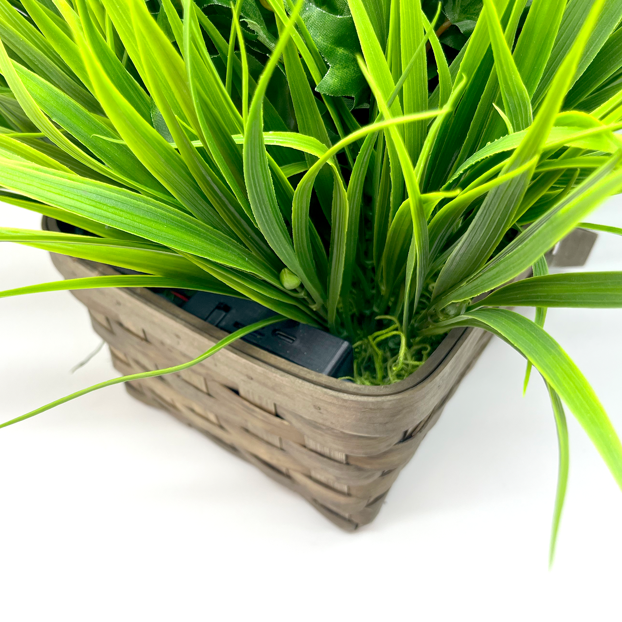 SG Xtreme Life Plant