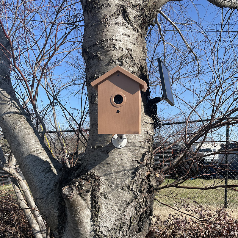 SGBHSP Mounted in a Tree