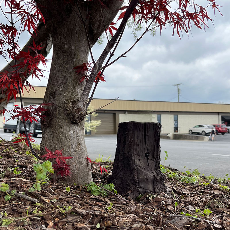 SG Xtreme Life Solar Landscape Tree Stump